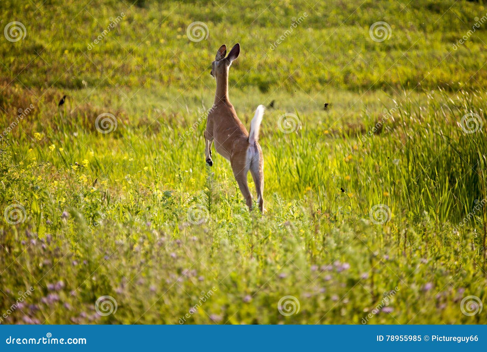 sunriver nature center animal jumping line sunriver nature center animal jumping line
