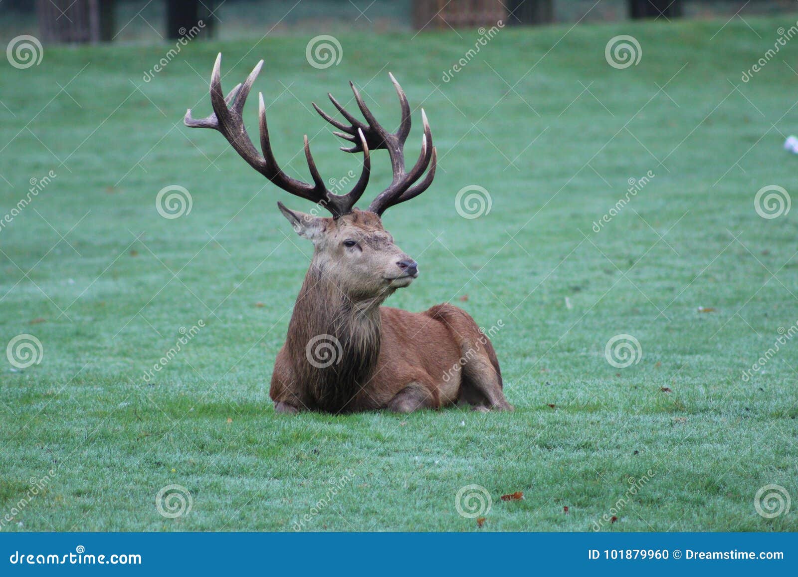Deer King stock photo. Image of water, awesome, looking 101879960