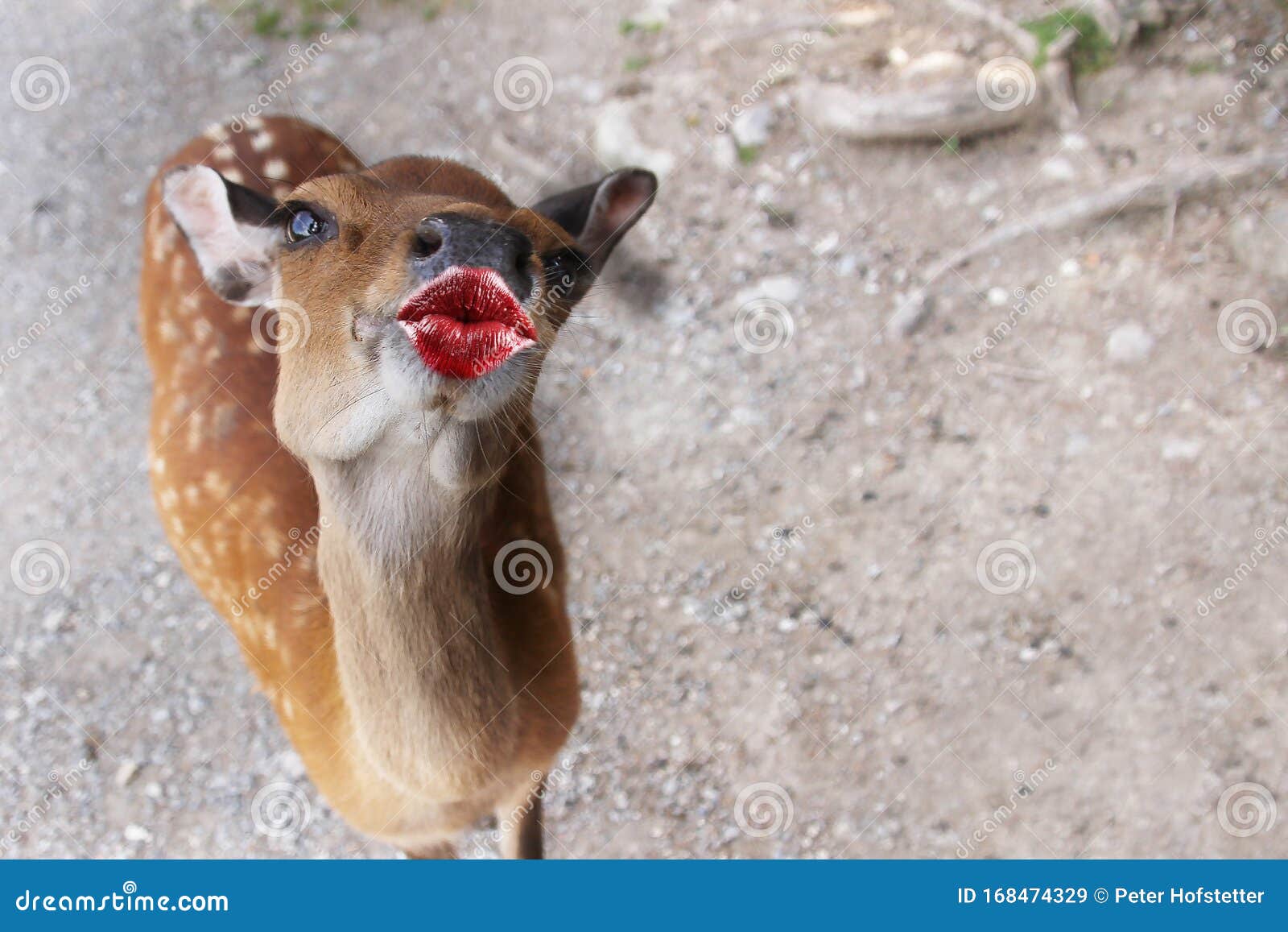 Funny Animal with Kissing Lips Cards for a Thank You, Birthday Stock Image - Image of lover, heart: 168474329 Funny Animal with Kissing Lips Cards for a Thank You, Birthday Stock Image - Image of lover, heart: 168474329