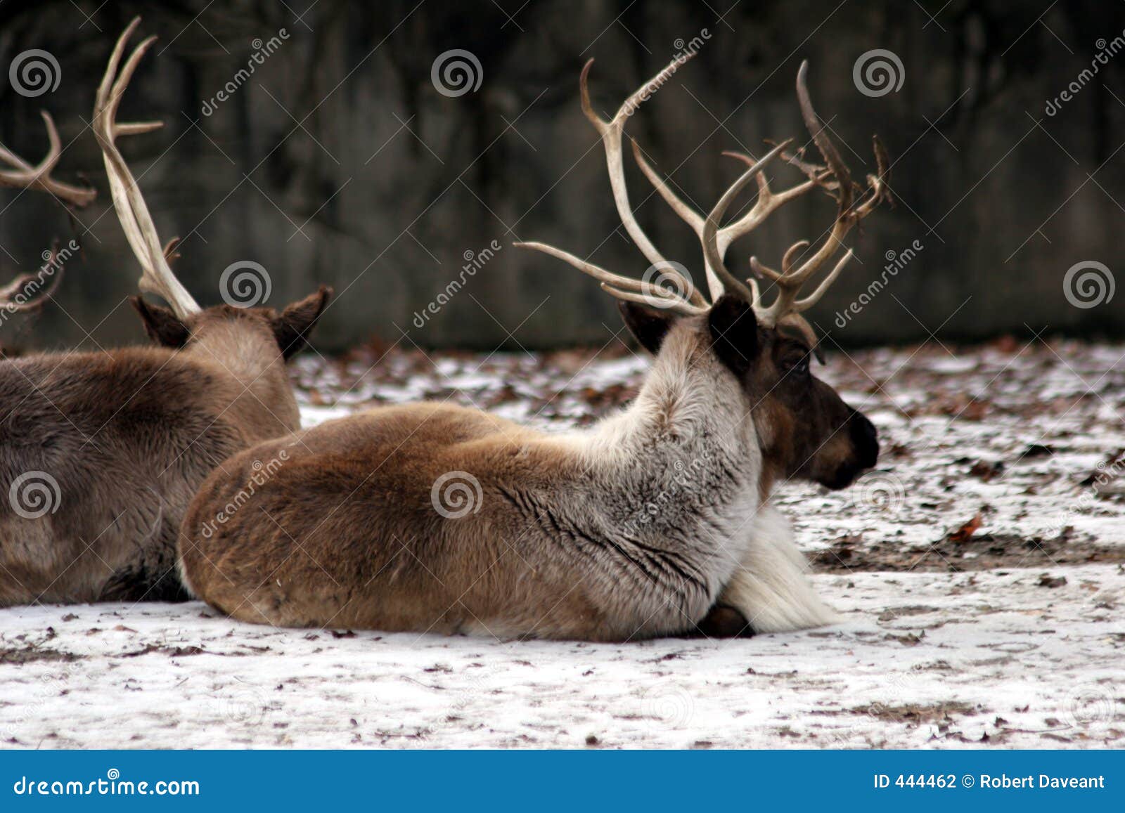 A Deer Blundering Lying In A Forest Stock Photo - Download Image Now -  Animal, Animal Wildlife, Animals Hunting - iStock