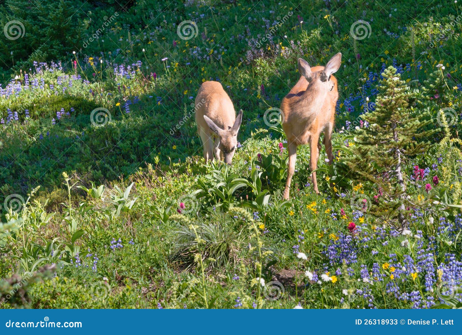 Deer among Mountain Wildflowers Stock Image Image of grass, mammals