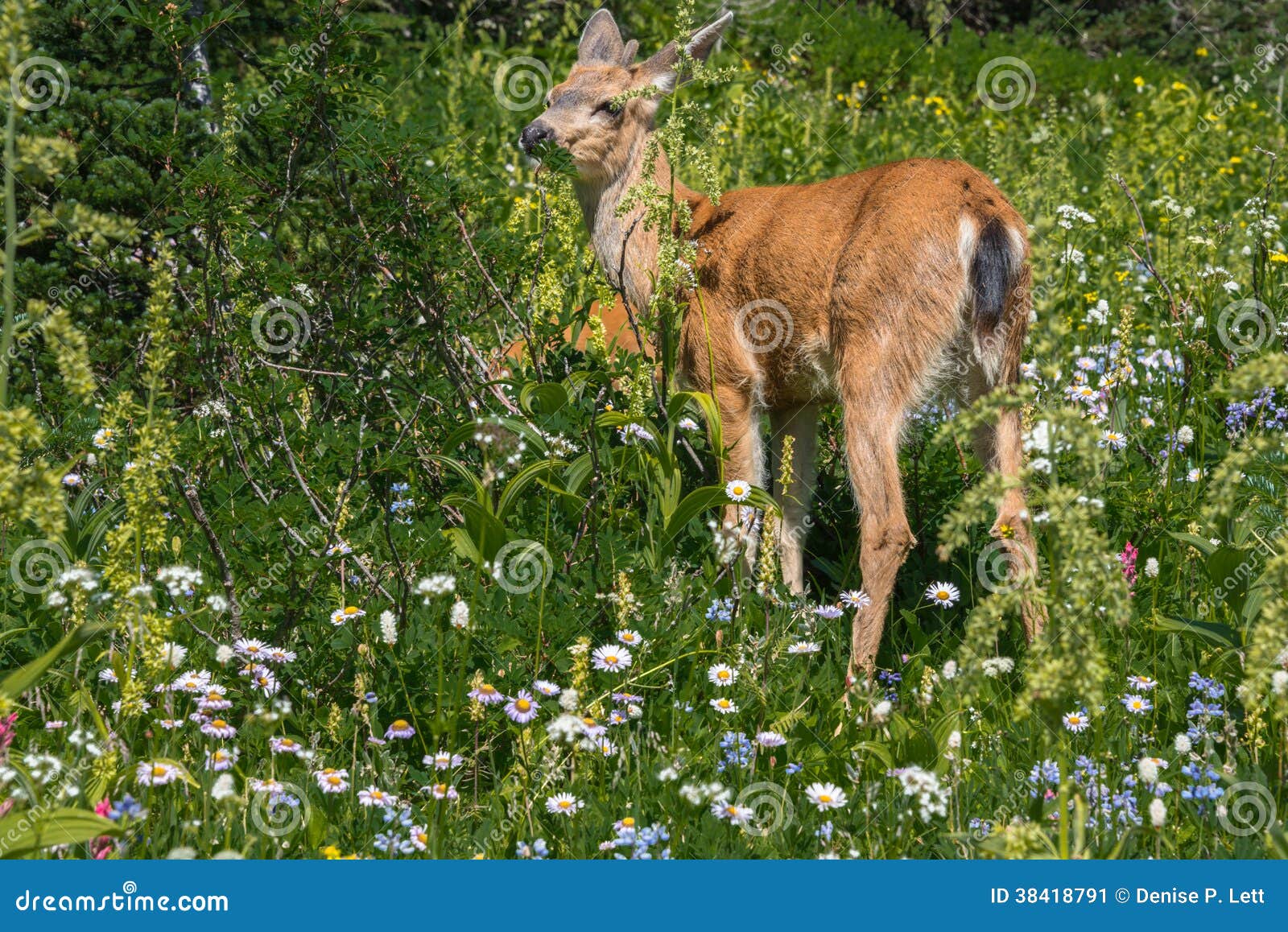 Deer among Mountain Wildflowers Stock Image Image of cascades