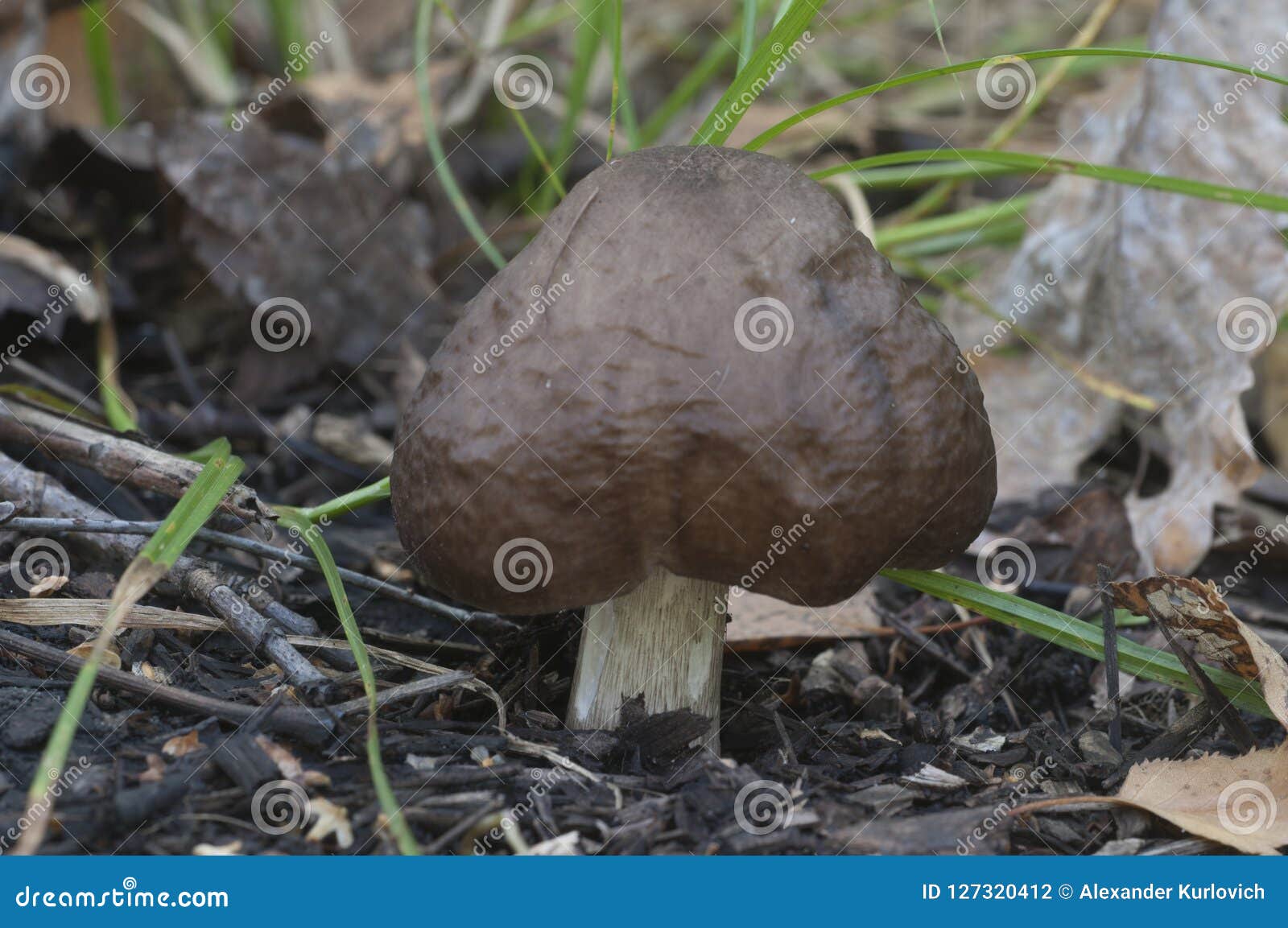 Deer Mushroom Pluteus Cervinus Stock Photo Image of candid, green