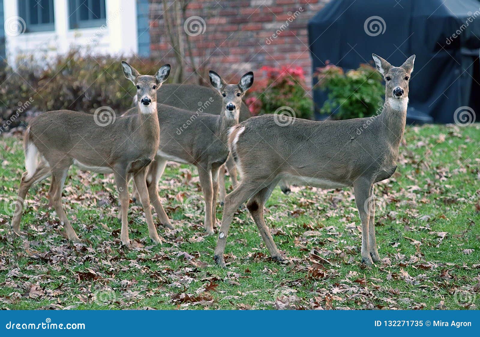deer in suburban areas