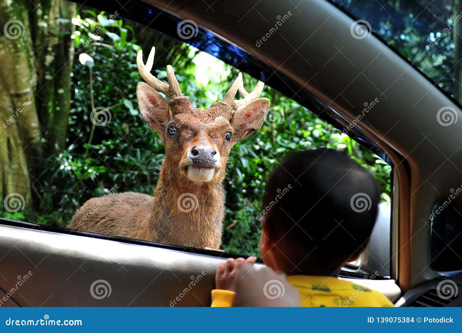 deer on the windshield