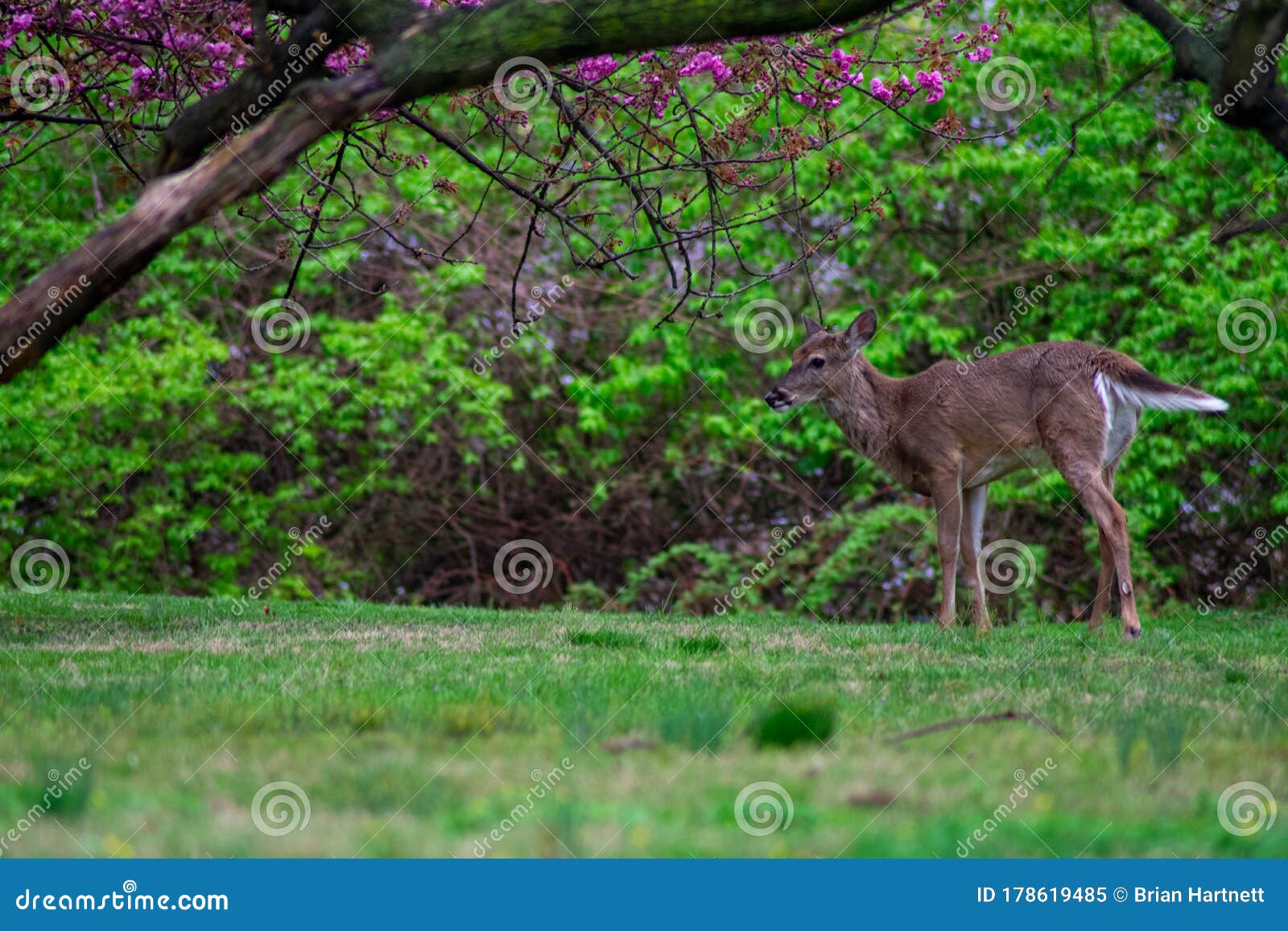 A Deer Next To a Large Cherry Blossom Tree Stock Image Image of