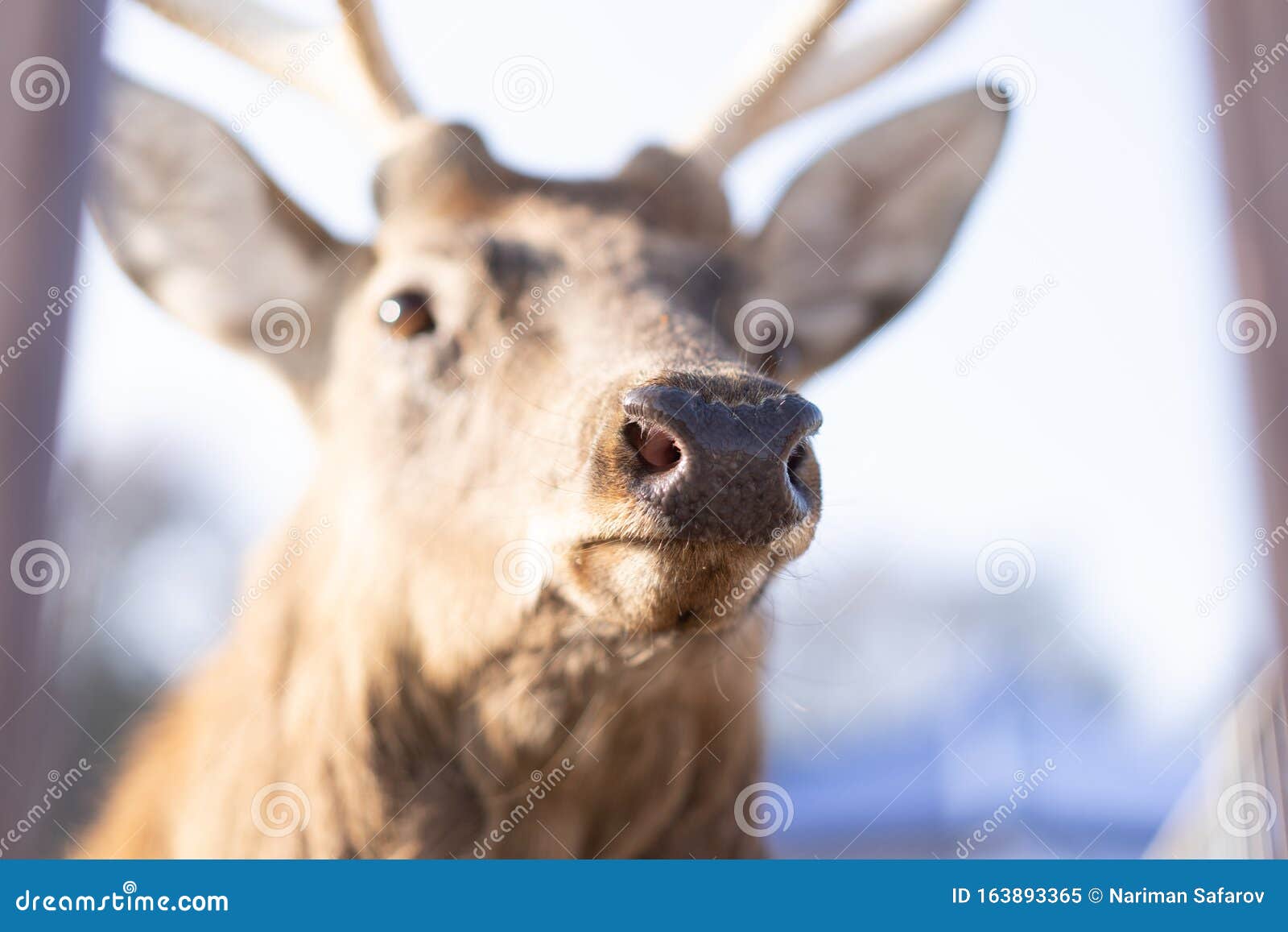 Deer Nose Stock Photos - Download 3,622 Royalty Free Photos