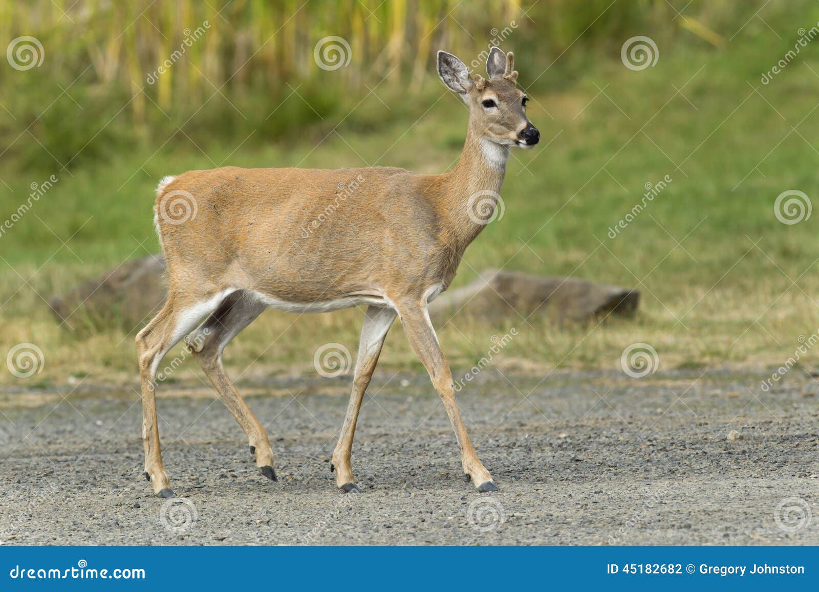 Deer in park. stock photo. Image of brown, wildlife, idaho 45182682