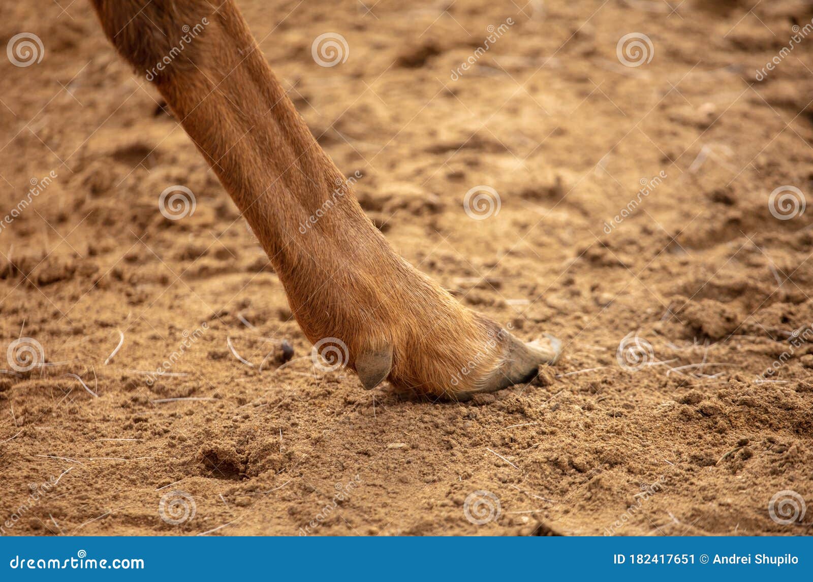 Deer Paws on the Ground in the Park Stock Image Image of claws