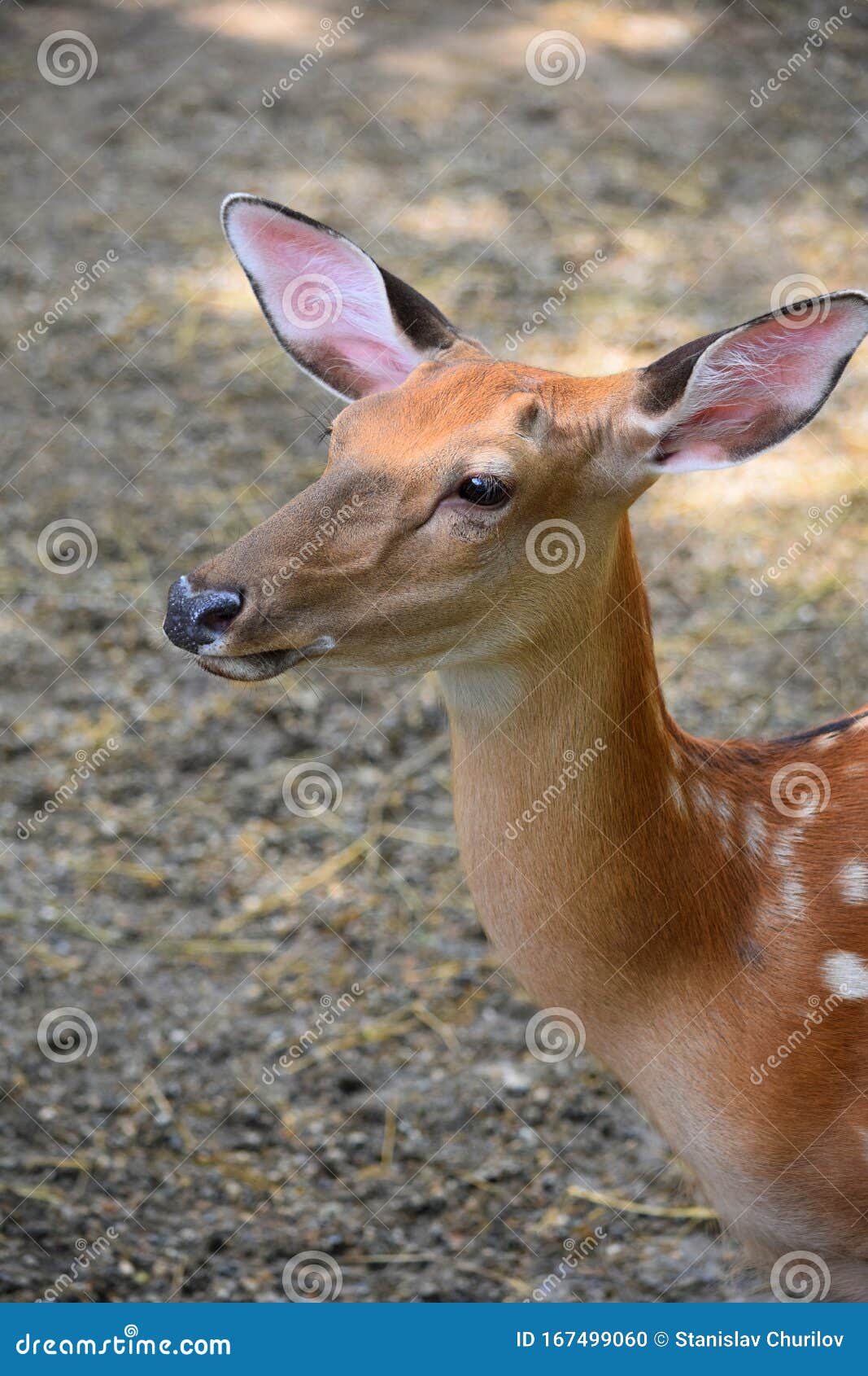 Deer Portrait Profile Animal Cute Stock Photo Image of portrait, deer