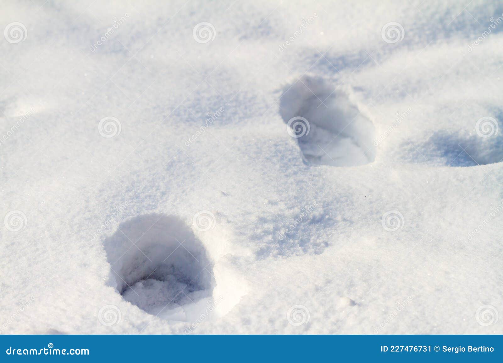 Deer Prints in Deep Pristine White Snow Stock Image Image of deep