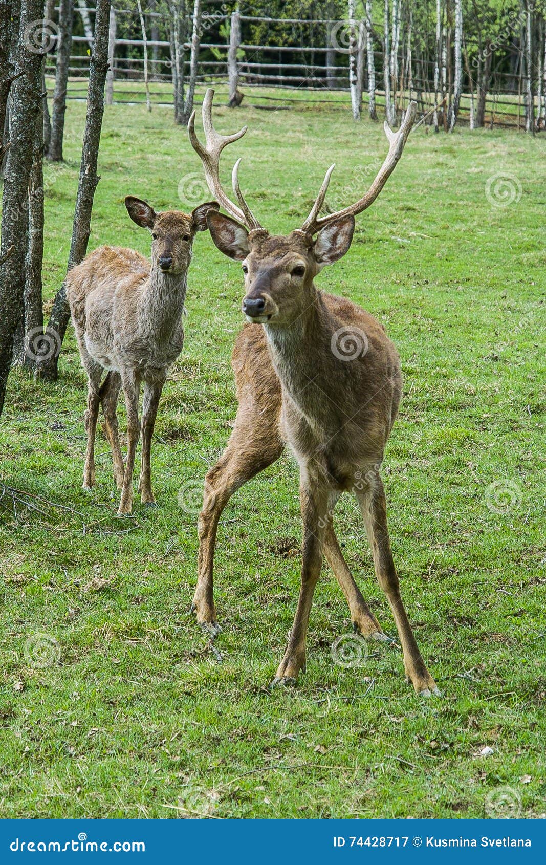 kort Unravel taske Deer. stock image. Image of large, determined, crimean - 74428717