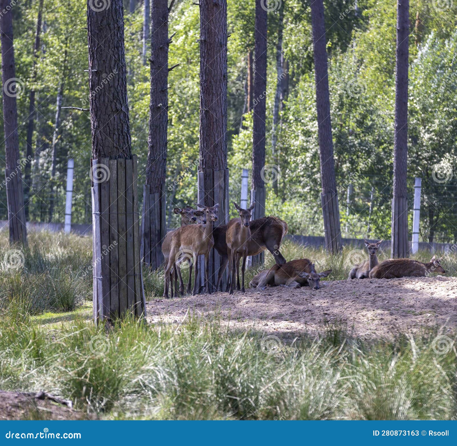Deer Resting in Hot Weather Stock Image Image of natural, antler