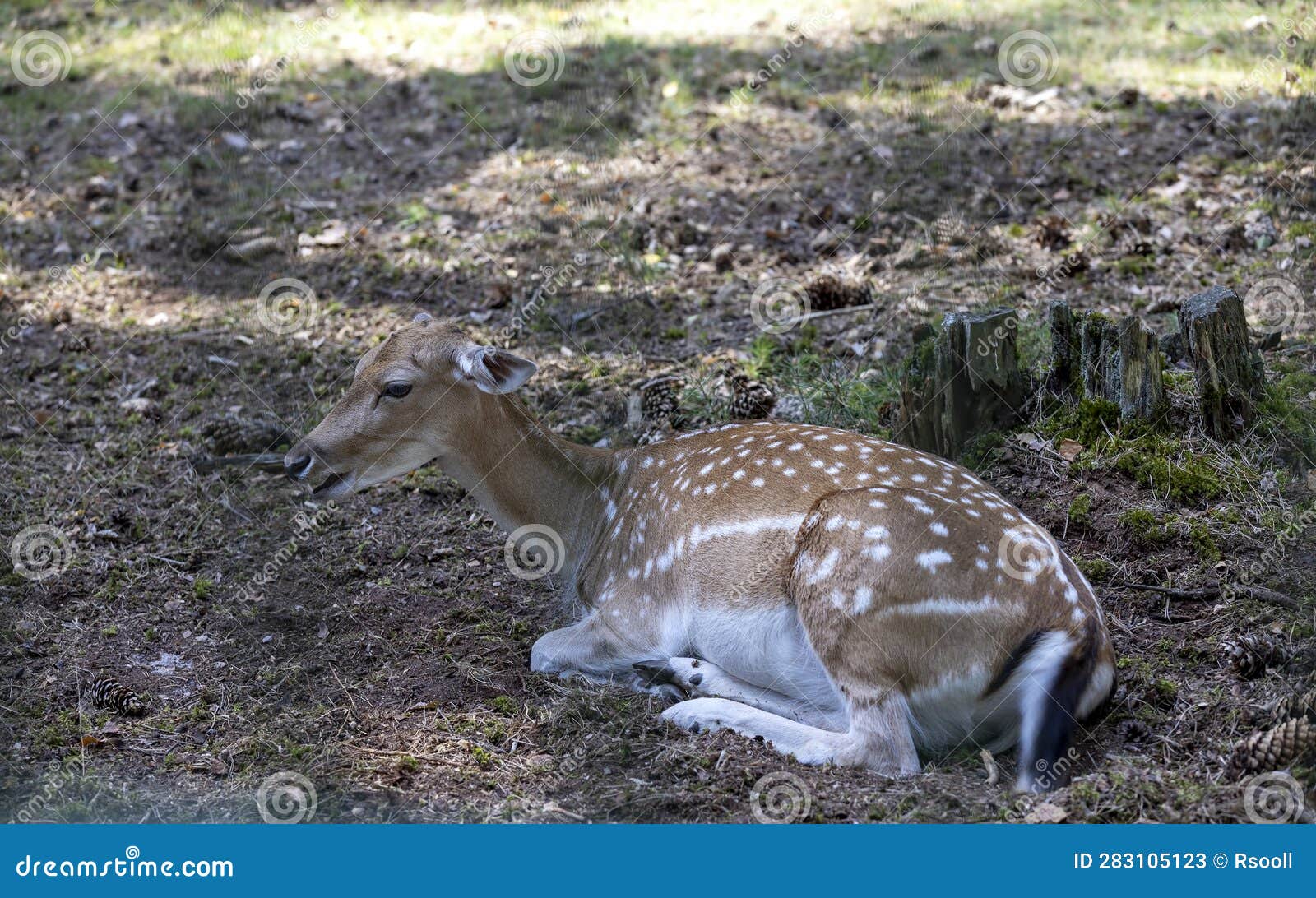 Deer Resting in Hot Weather Stock Image Image of green, nature 283105123