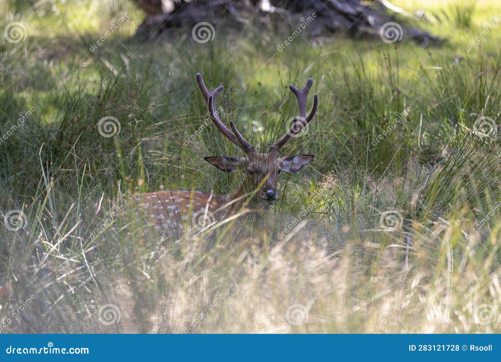 Deer Resting in Hot Weather Stock Photo Image of pasture, resting