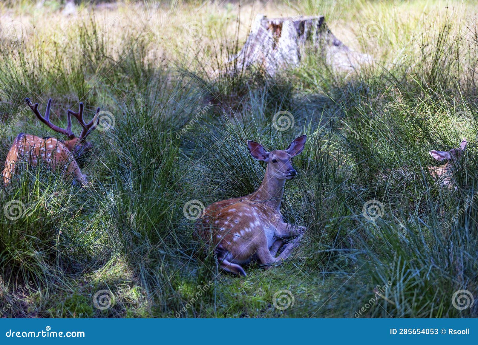 Deer Resting in Hot Weather Stock Image Image of stag, grass 285654053
