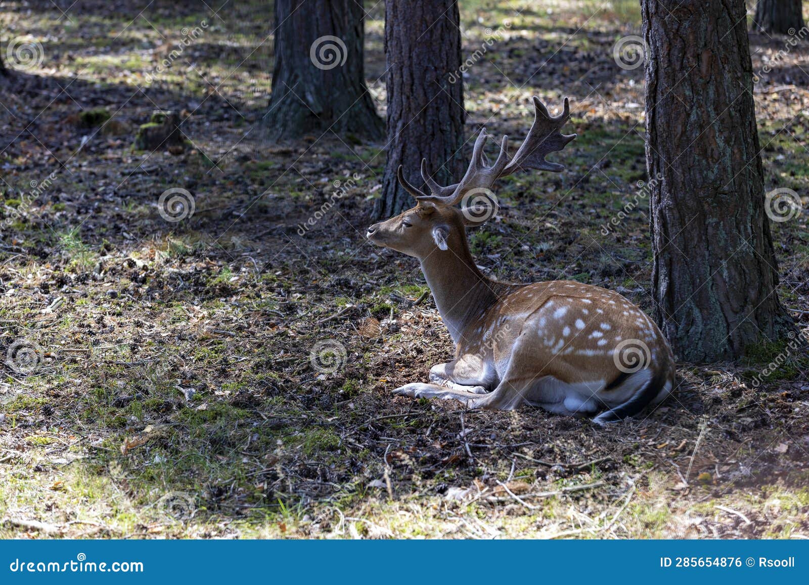 Deer Resting in Hot Weather Stock Photo Image of season, natural