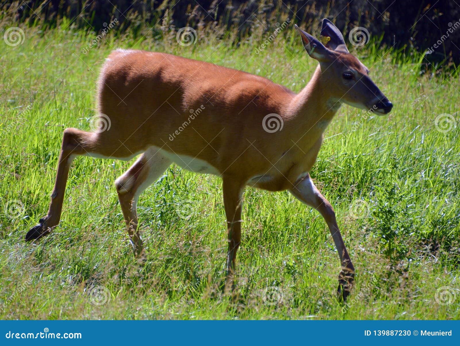 deer are the ruminant mammals forming the family cervidae