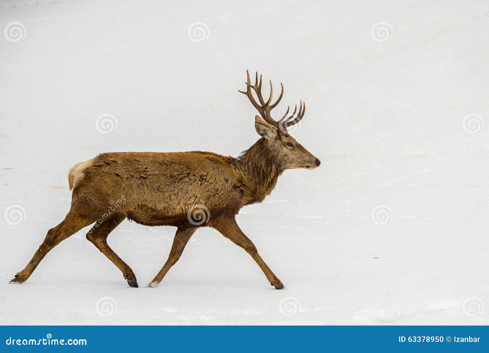 Скорость бегущего оленя. Олень бежит вид спереди. Олень бежит на нас. Видеорегистратор олень бежит. Мы бежим как олень.