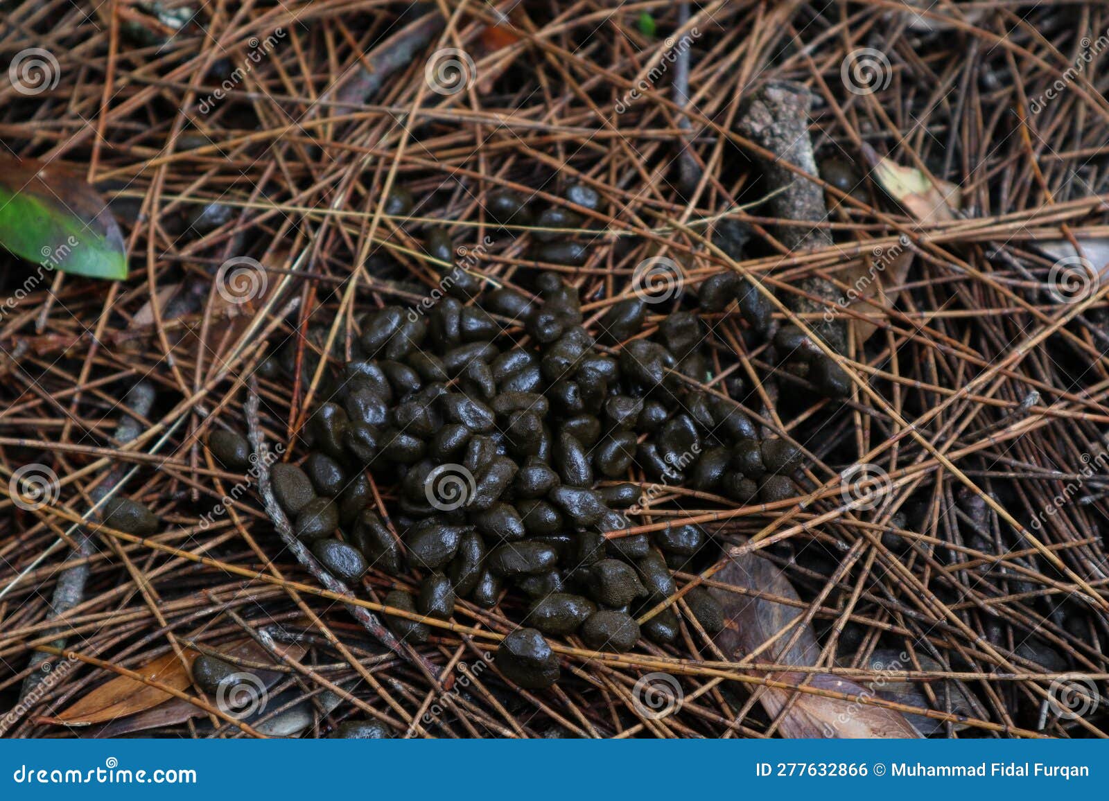 Deer droppings stock photo. Image of fresh, outdoor 277632866