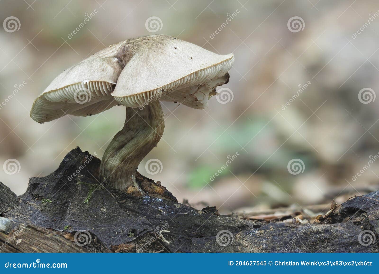 the deer shield (pluteus cervinus) is an edible mushroom
