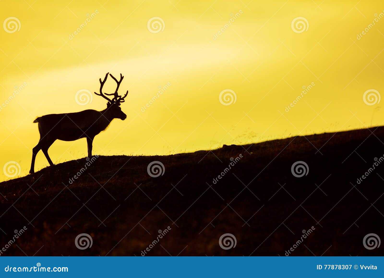 1,529 Deer Silhouette Sunset Stock Photos - Free & Royalty-Free Stock  Photos from Dreamstime