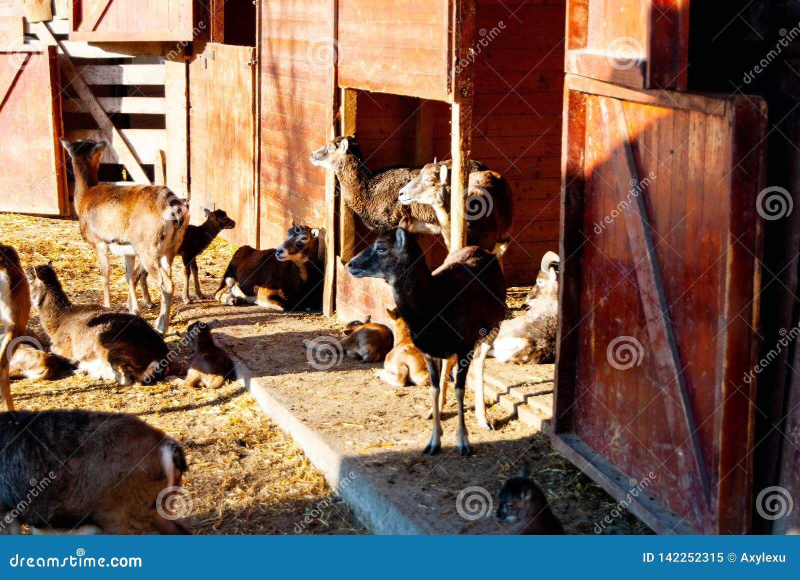 what is the plural of deer what is the plural of deer
