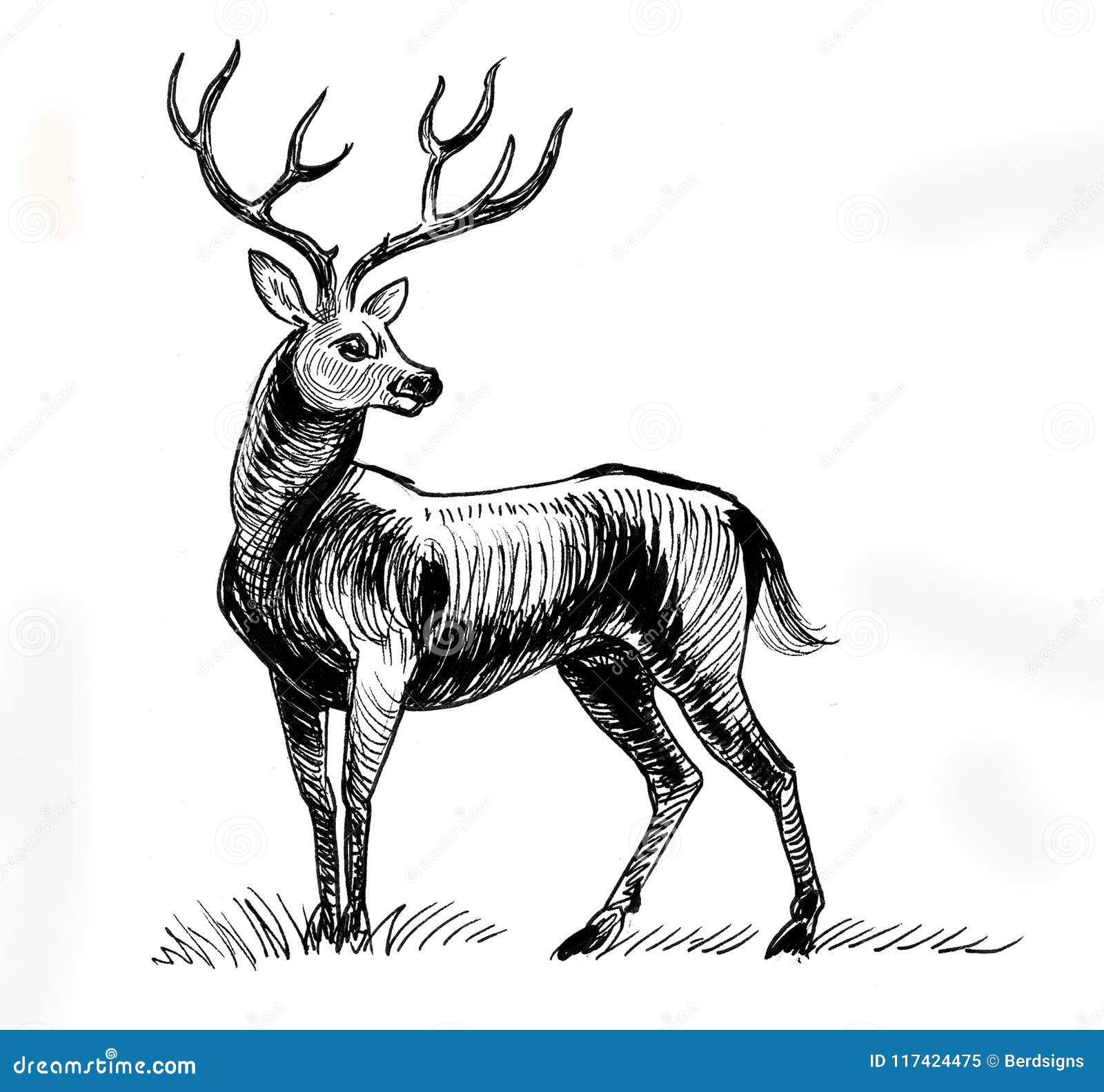 24 Free Deer Drawings  Designs