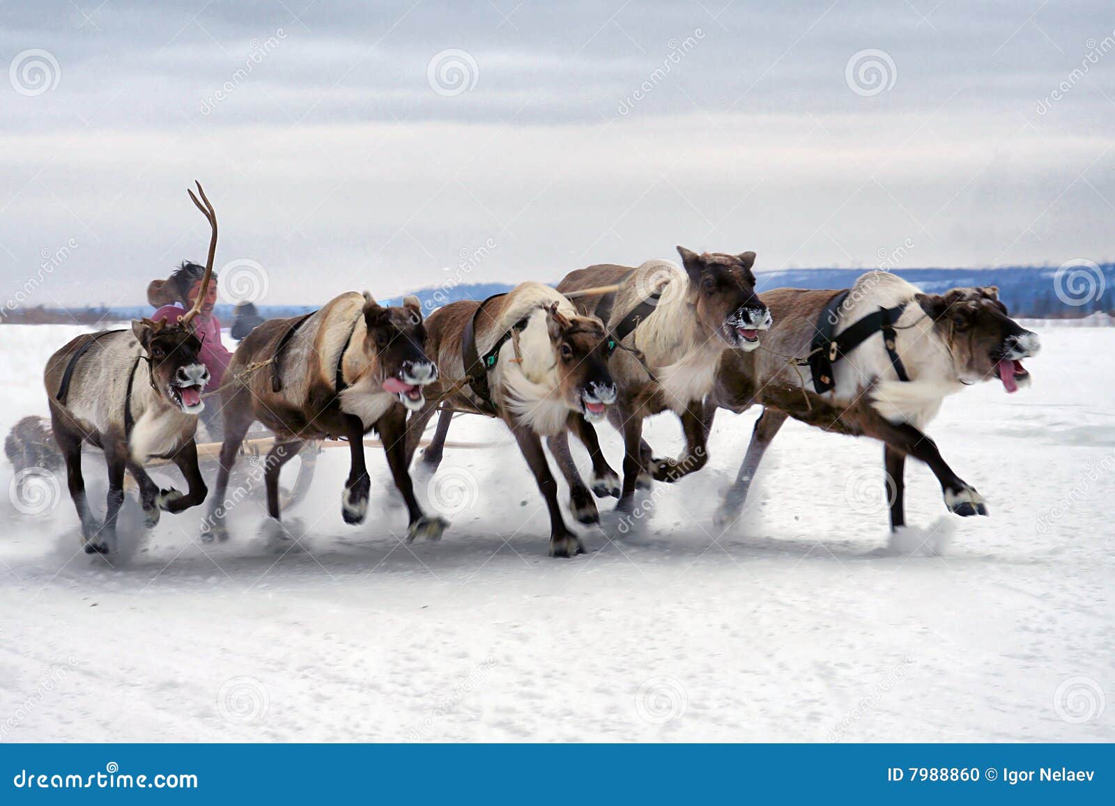 Deer sledding stock photo. Image of racing, fast, arctic 7988860