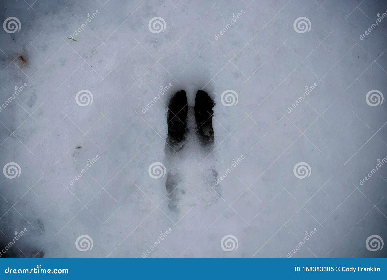 Deer Snow prints stock image. Image of animal, snow 168383305