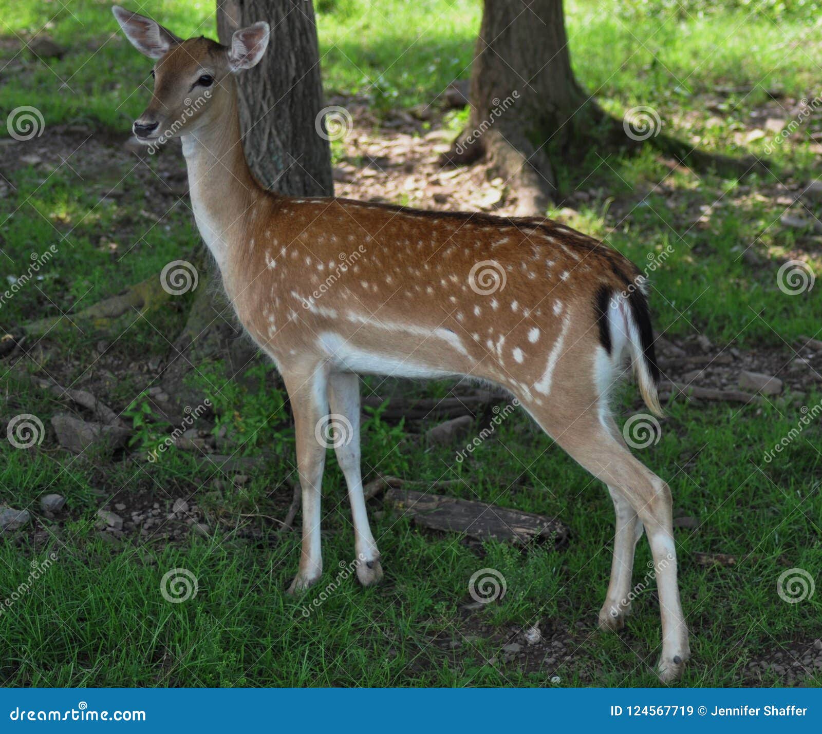Deer with spots stock image. Image of spots, animal 124567719