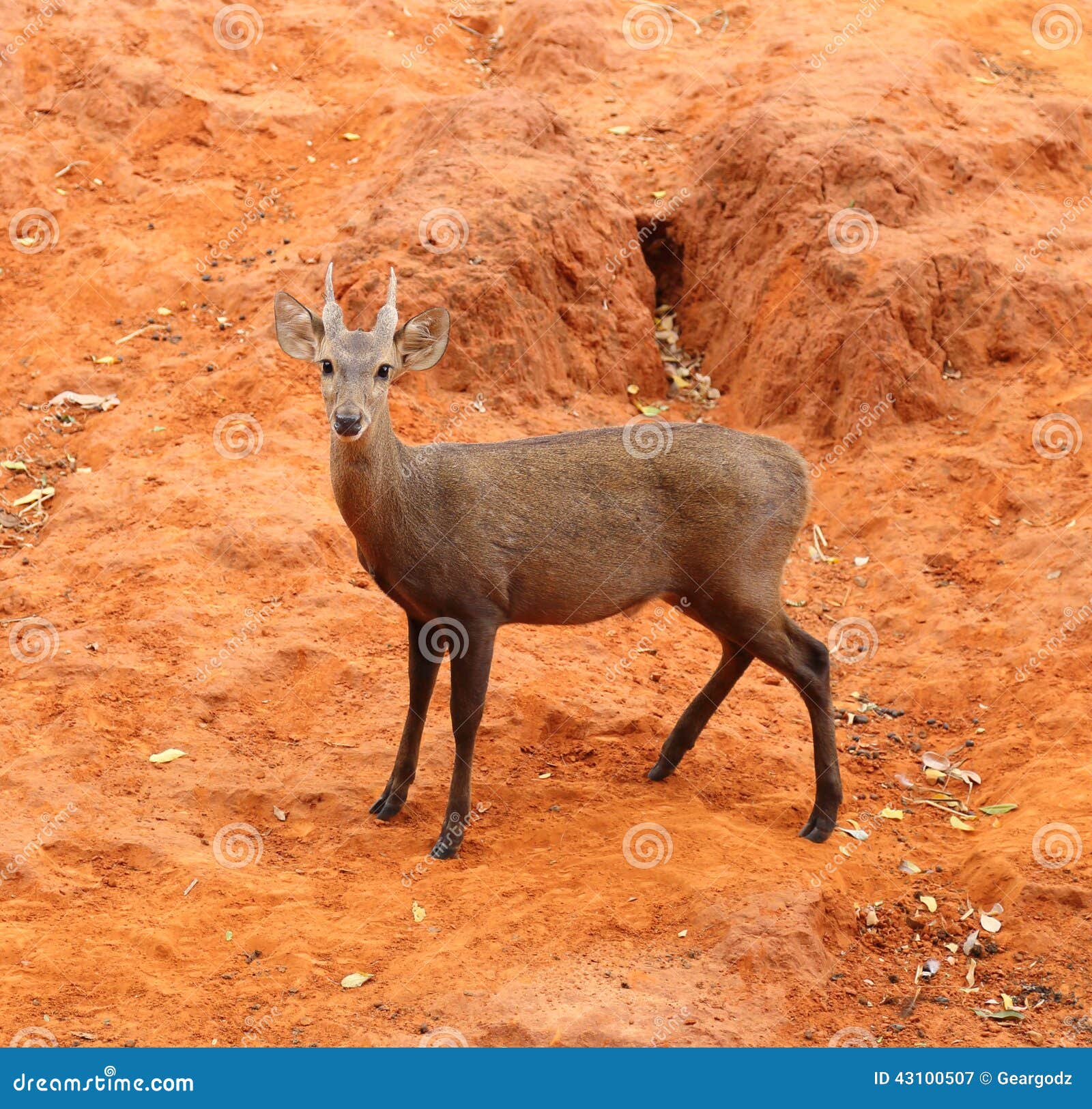 Deer standing stock image. Image of animal, wildlife 43100507
