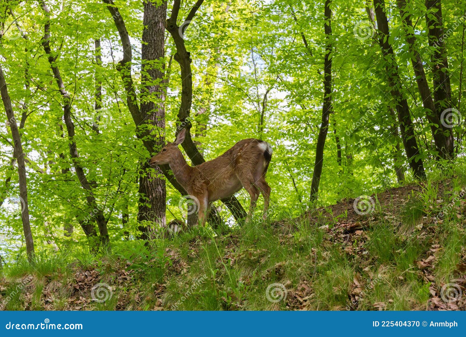 Deer Stands on the Top of Hill in Spring Forest Stock Photo Image of
