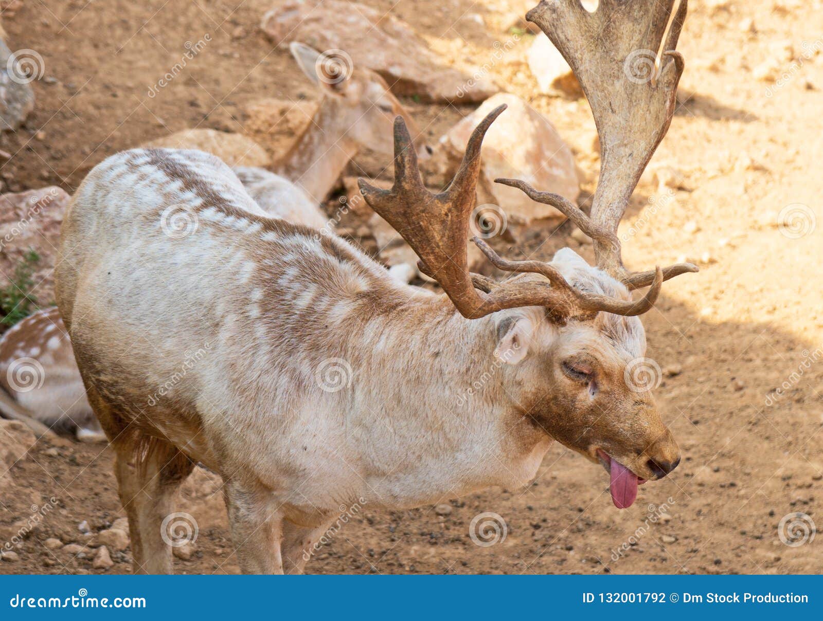 Deer suffers from heat. stock photo. Image of nature 132001792
