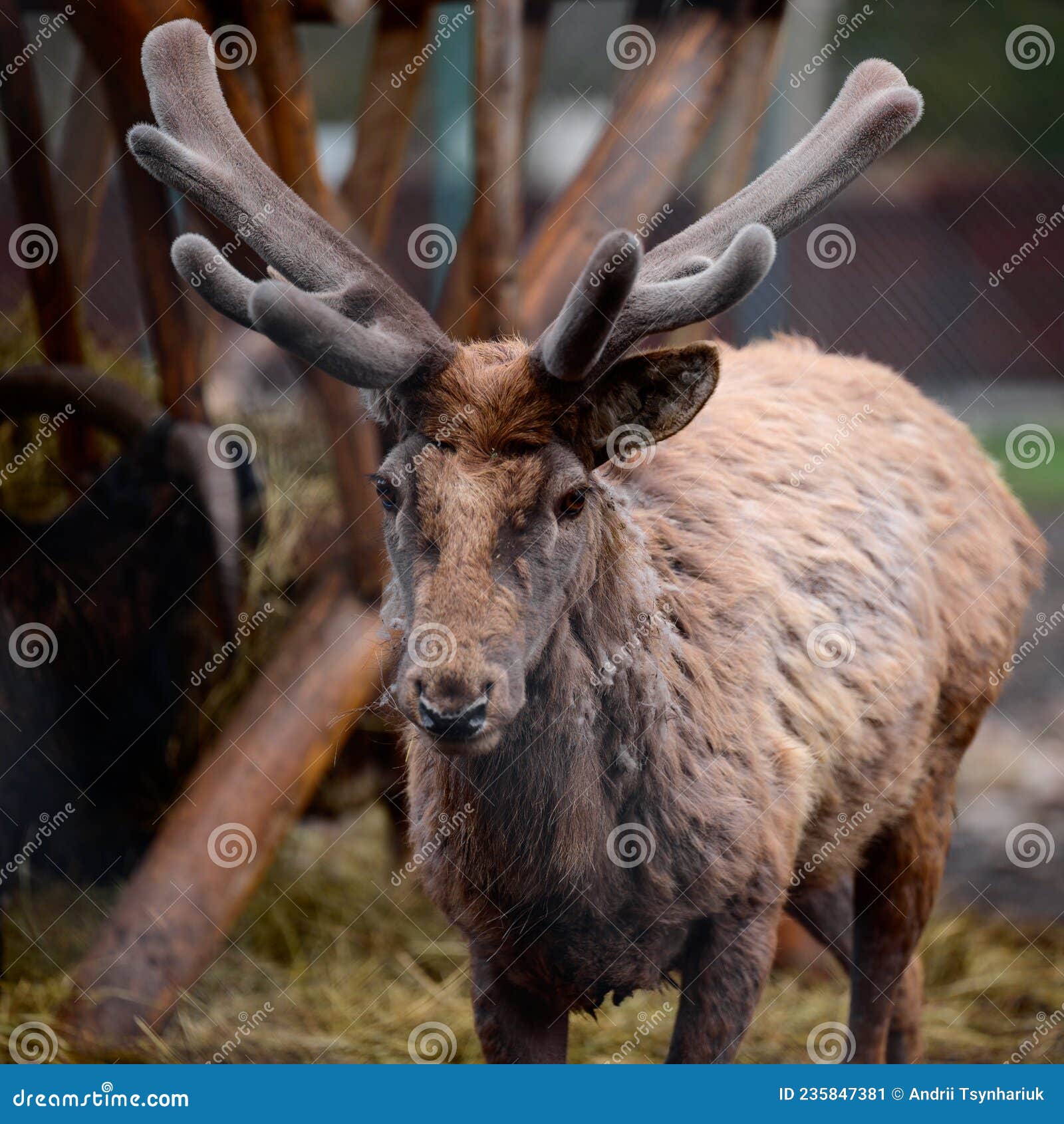 Deer in the Synevyr Glade National Park in Ukraine. Stock Image - Image of  captivity, antlers: 235847381