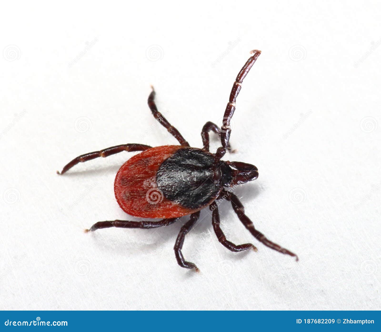 deer tick ixodes scapularis