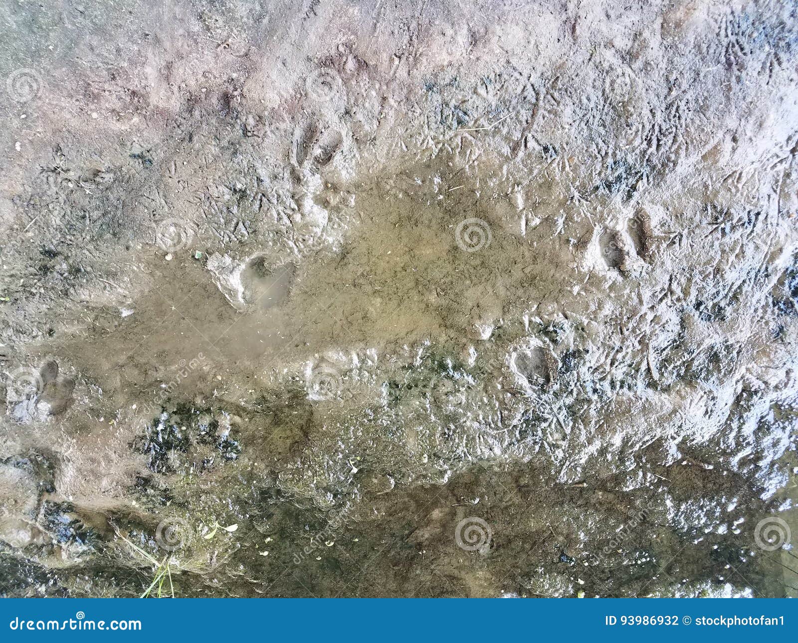 Deer Tracks in a Mud Puddle Stock Photo - Image of footprint, print