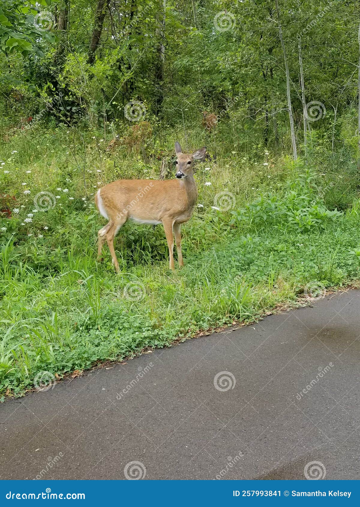 Deer on Trail Road stock image. Image of nature, tree 257993841
