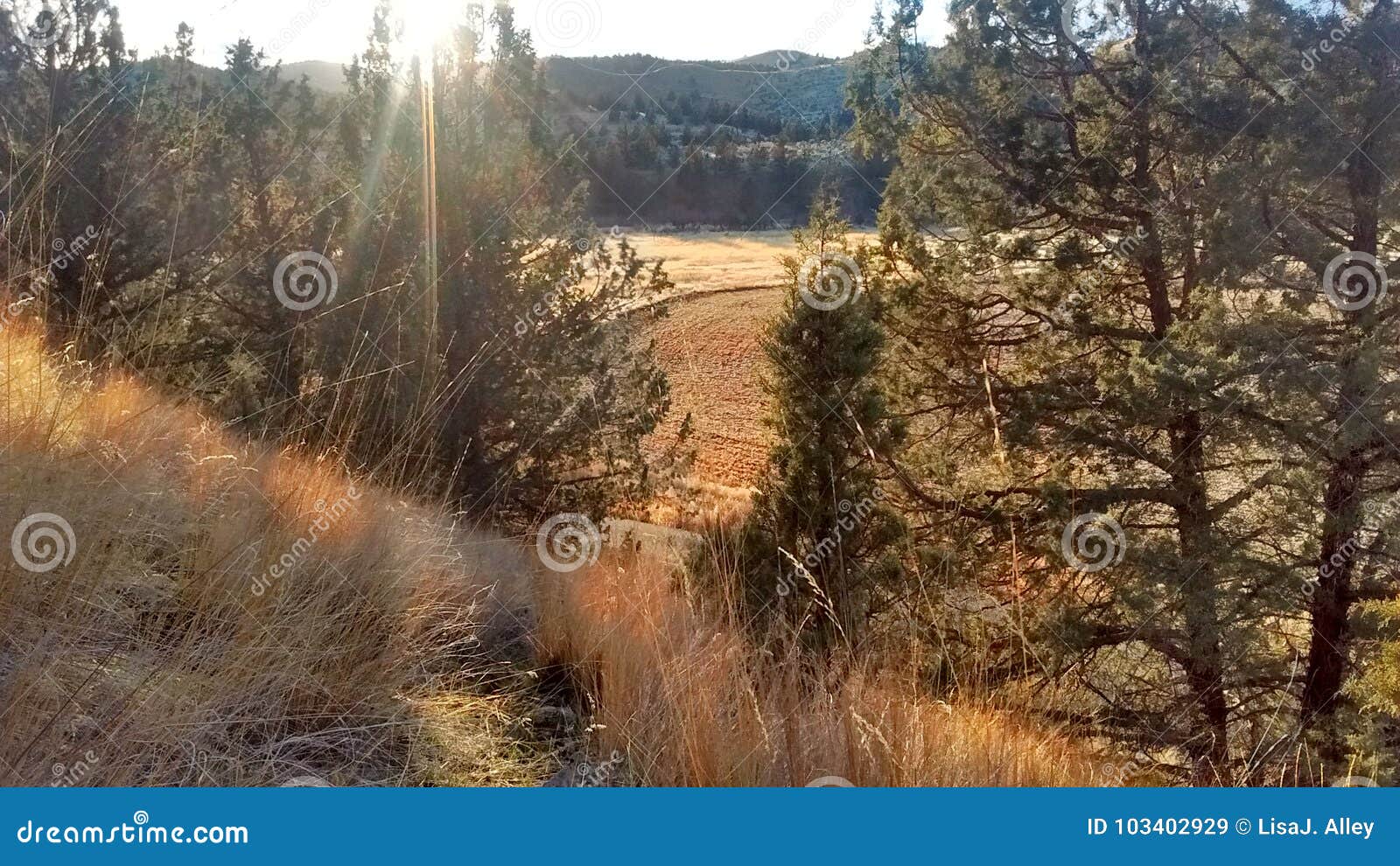 Deer trail to town stock image. Image of deer, trail 103402929