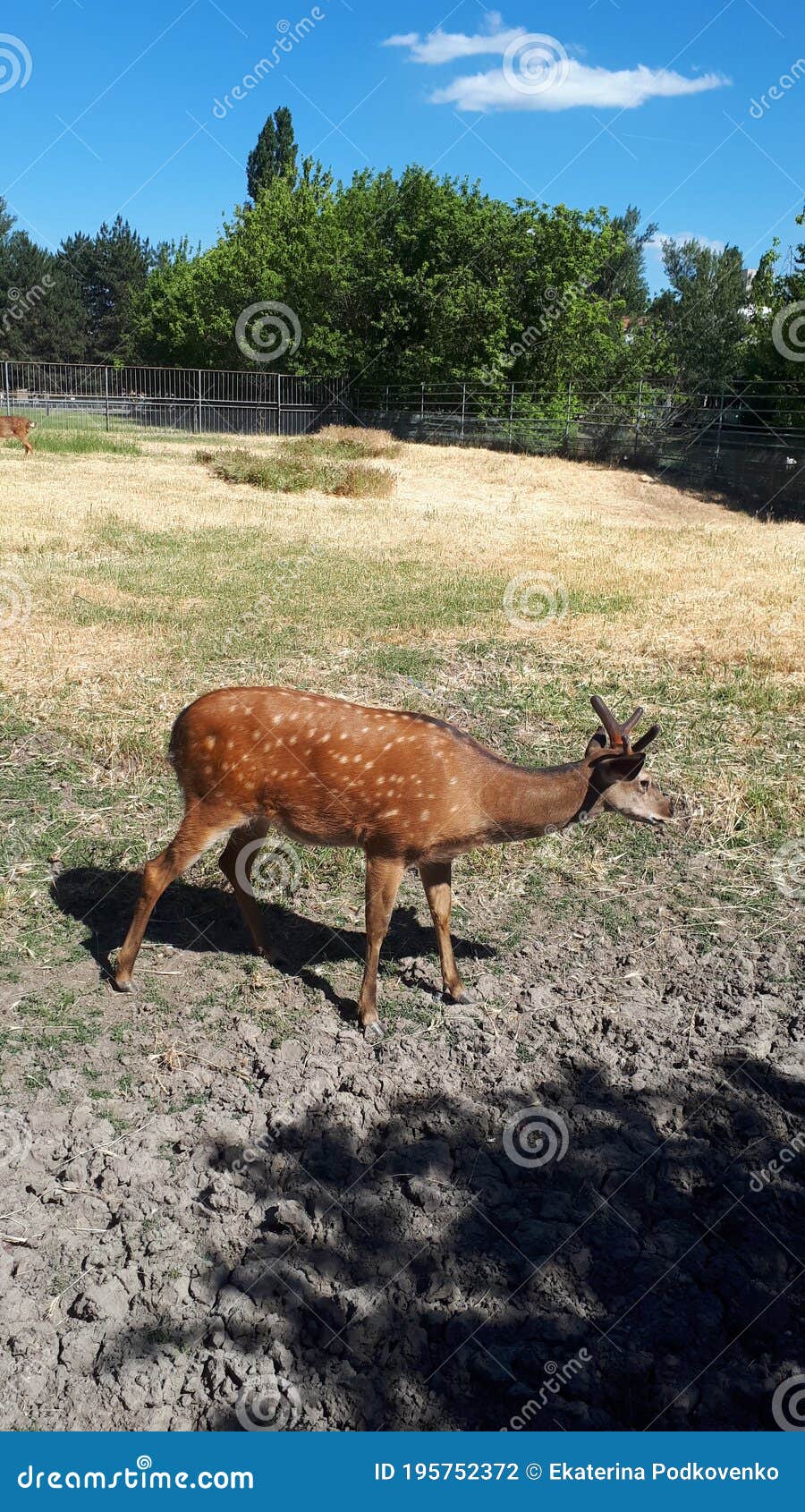 Deer are Very Beautiful Animals with a Graceful Elongated Body, a Long Neck,  Slender Limbs, a Short Tail and a Pointed Head with L Stock Photo - Image  of flower, long: 195752372