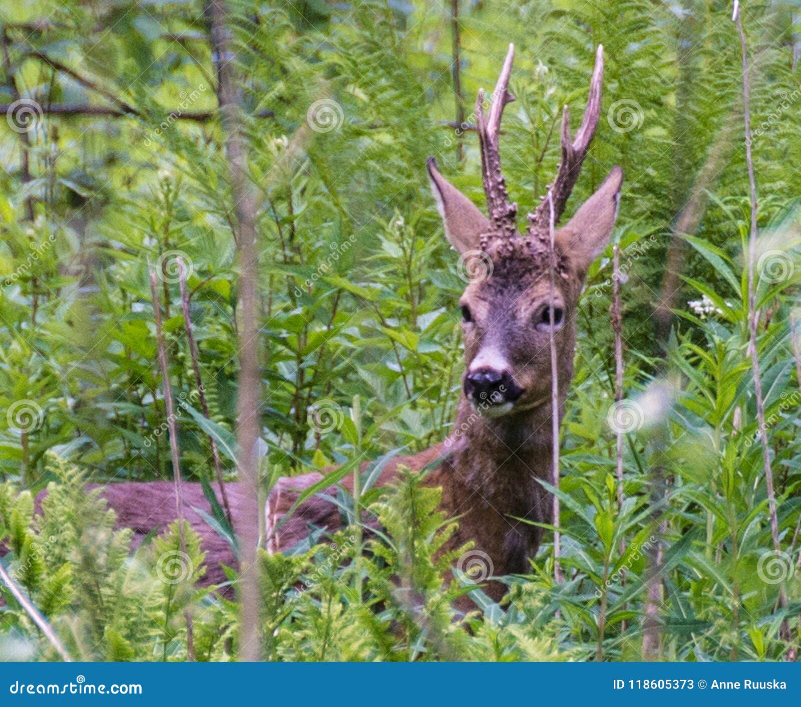 lonely deer