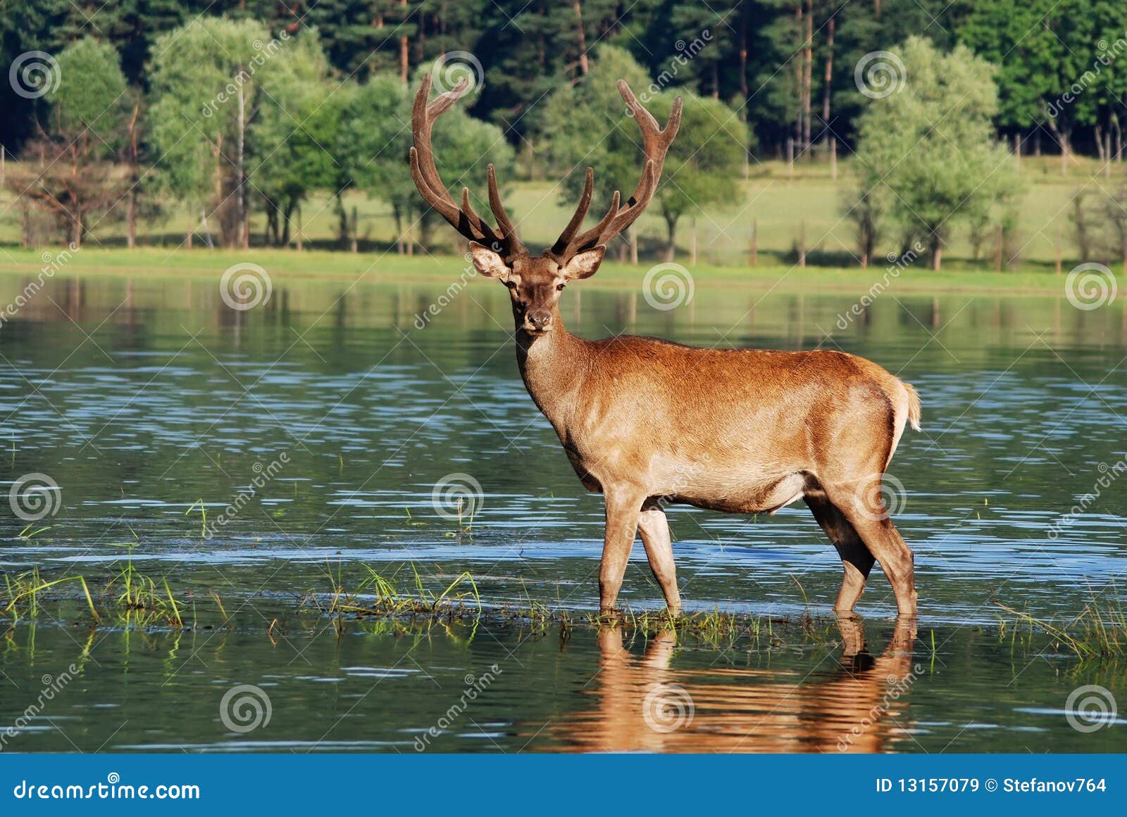 Deer in water stock image. Image of horns, hunter, buck 13157079
