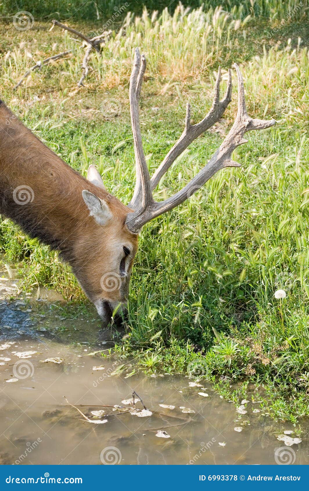 Deer on a watering place stock photo. Image of watering - 6993378