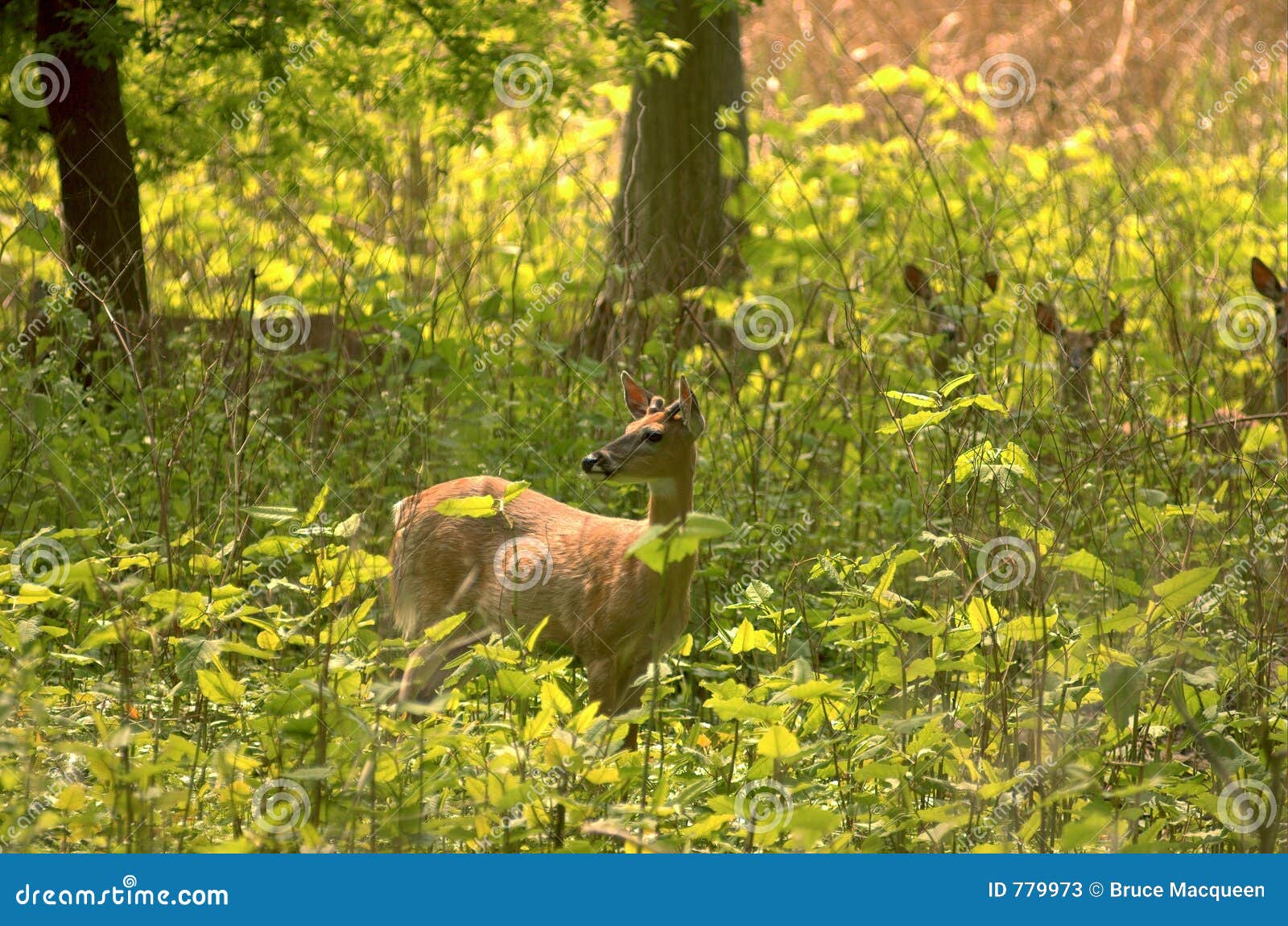 Deer in the Weeds. stock image. Image of woods, wildlife 779973