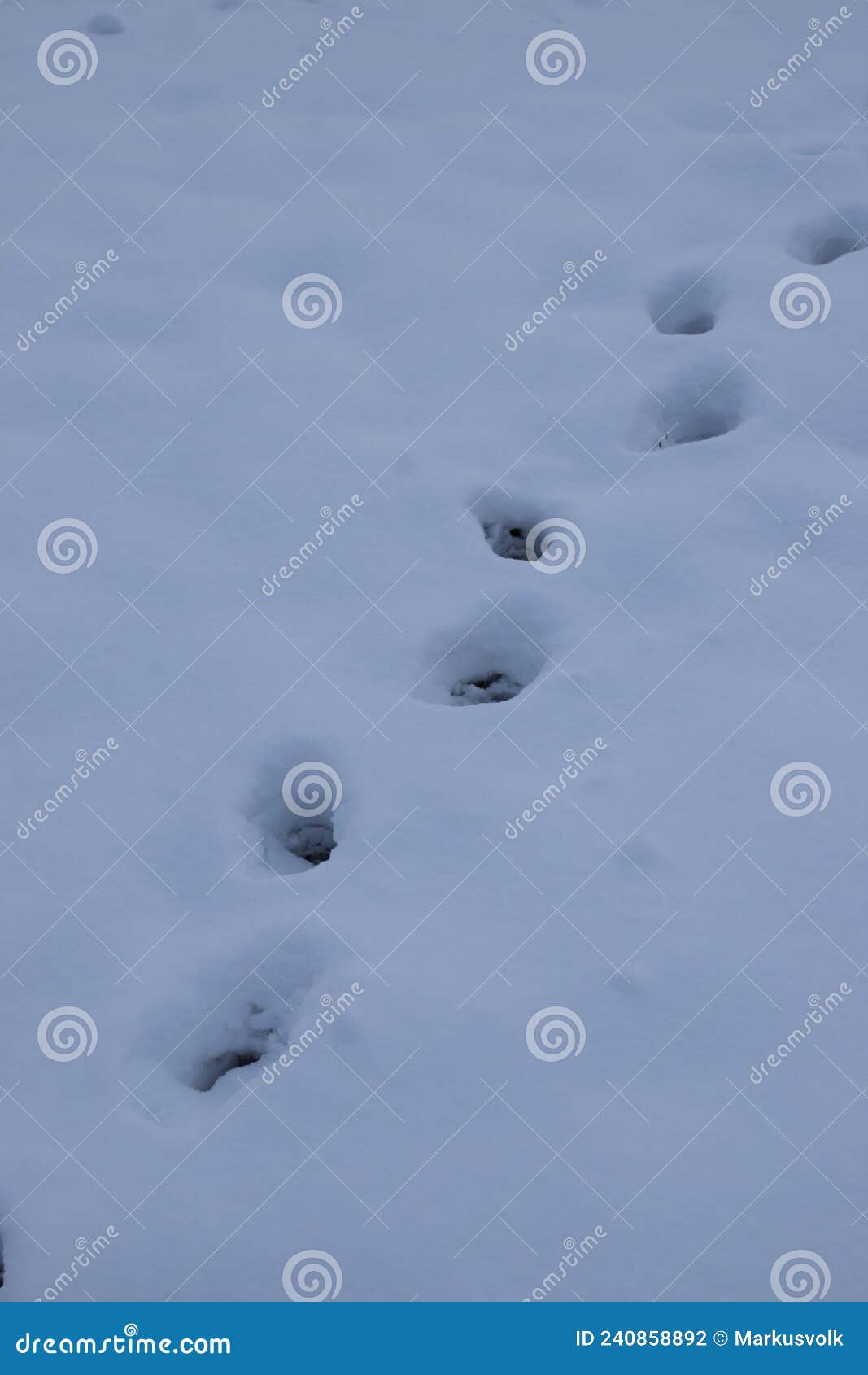 Deer tracks in deep snow stock photo. Image of eifel 240858892