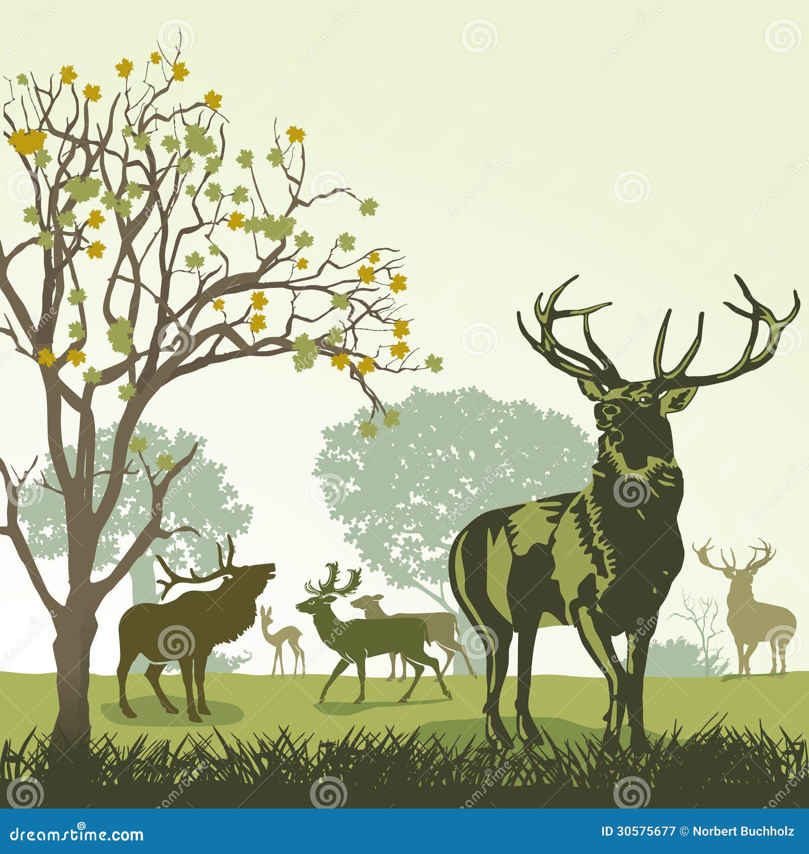 deer and wildlife