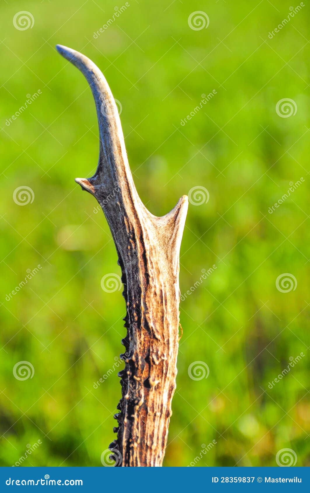 Deere horn stock image. Image of anatomy, horns, male 28359837