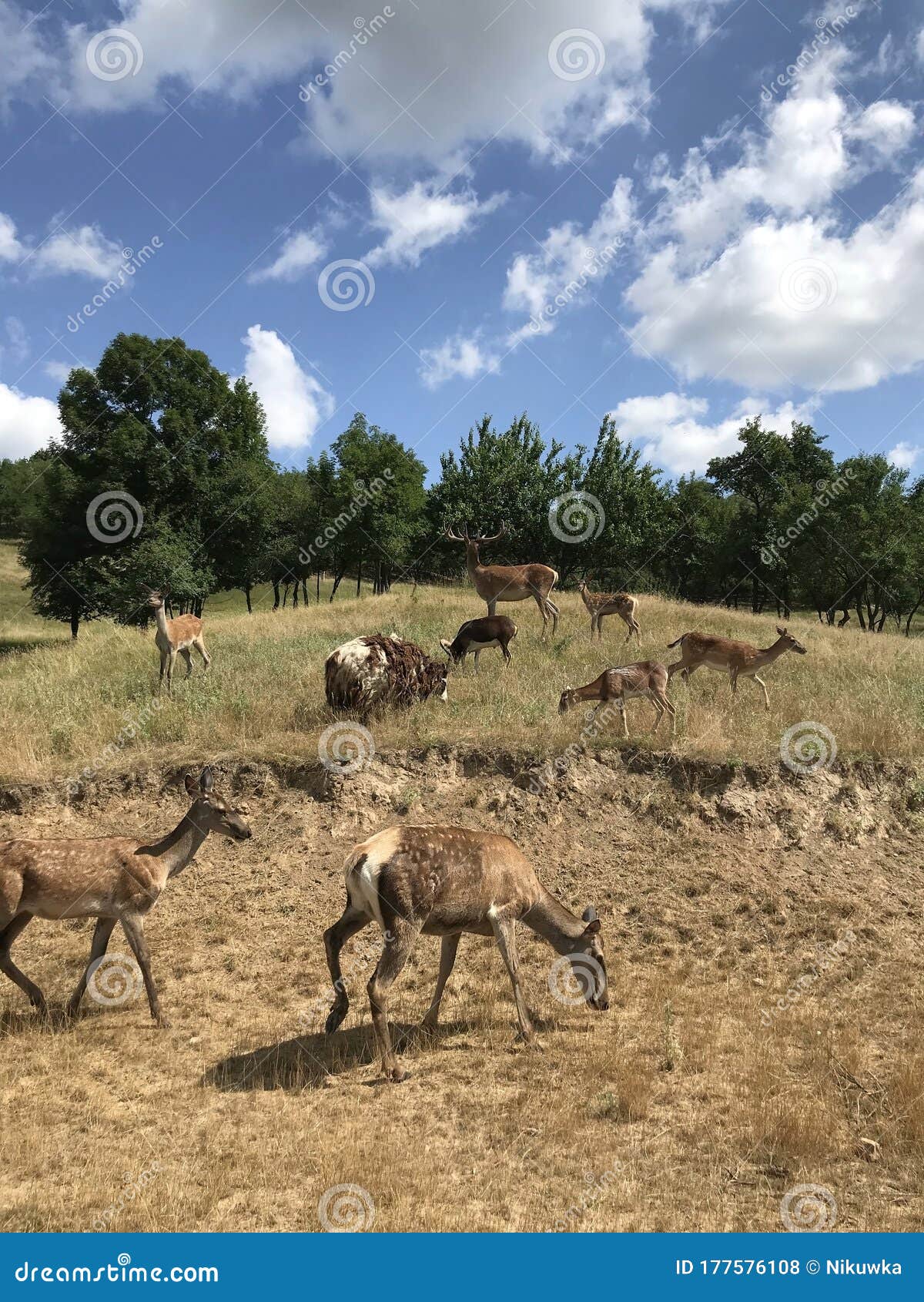 Deers or Axis Deer in Nature Habitat Stock Photo Image of nature