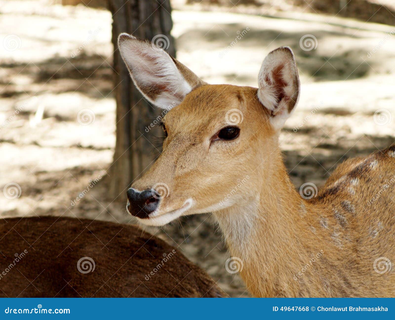 Deers stock photo. Image of asian, botanical, brown, floating - 49647668