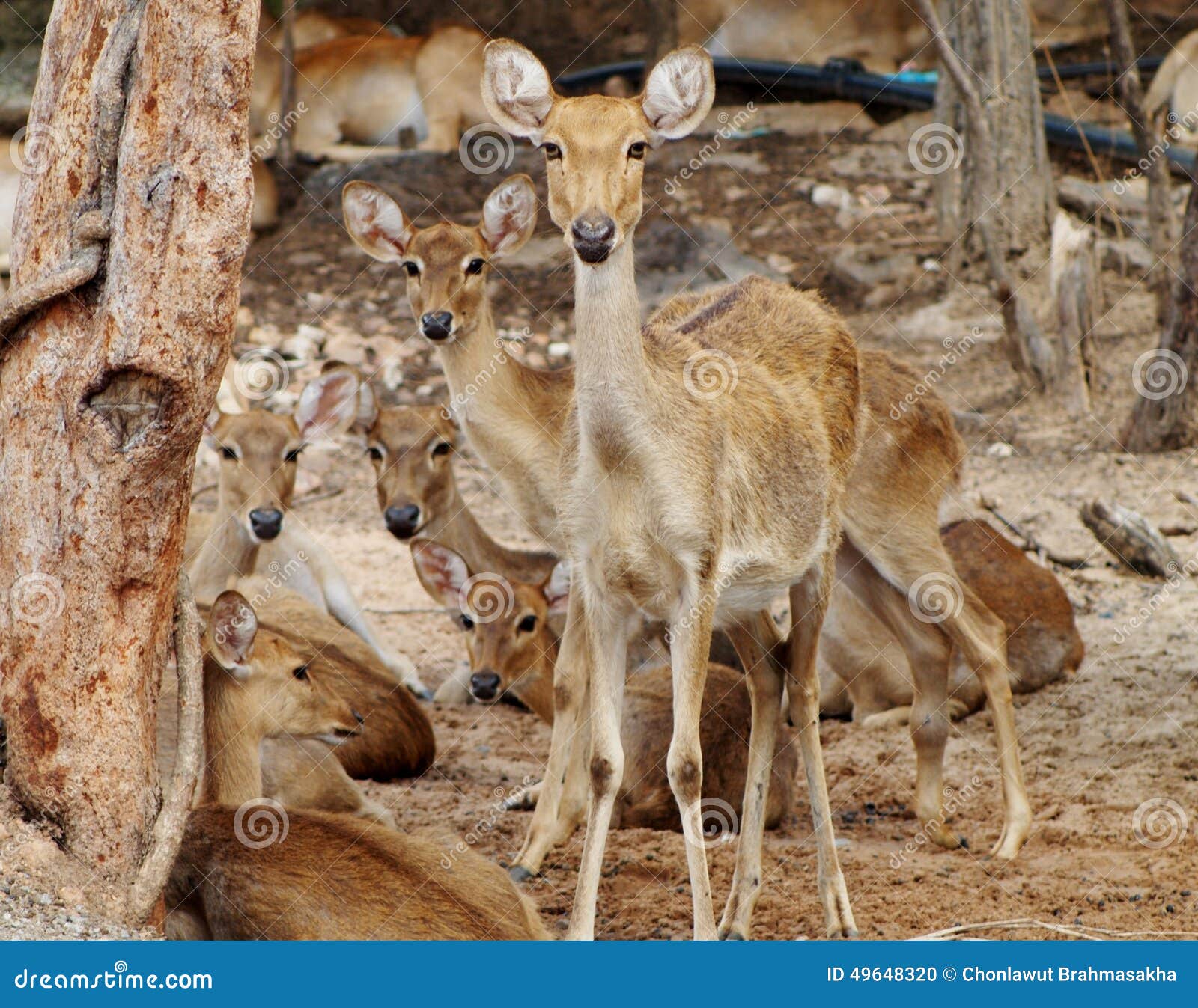 Deers stock photo. Image of charis, deer, background - 49648320